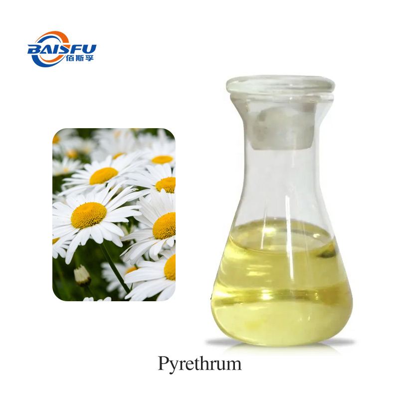 t11-除虫菊-Pyrethrum-01.jpg