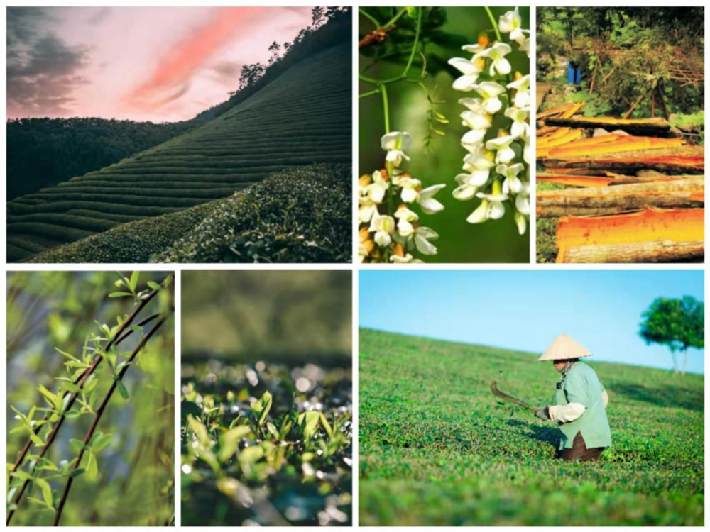 Baisifu Natural Raw Materials Plantation
